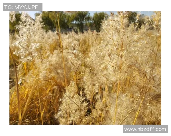 黄芳专访:畅谈网球生涯与成长之路的点滴回忆 黄芳专访:畅谈网球生涯与成长之路的点滴回忆
