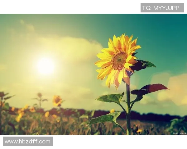 吴丽的排球人生深度对话:从赛场到人生的启示与成长之路 吴丽的排球人生深度对话:从赛场到人生的启示与成长之路